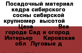 Посадочный материал кедра сибирского (сосны сибирской) крупномер, высотой 3-3.5  › Цена ­ 19 800 - Все города Сад и огород » Интерьер   . Кировская обл.,Луговые д.